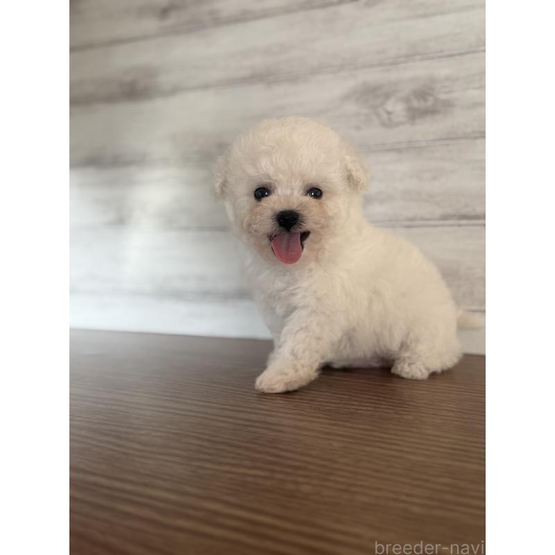 販売中の三重県のビションフリーゼ-427834の2枚目