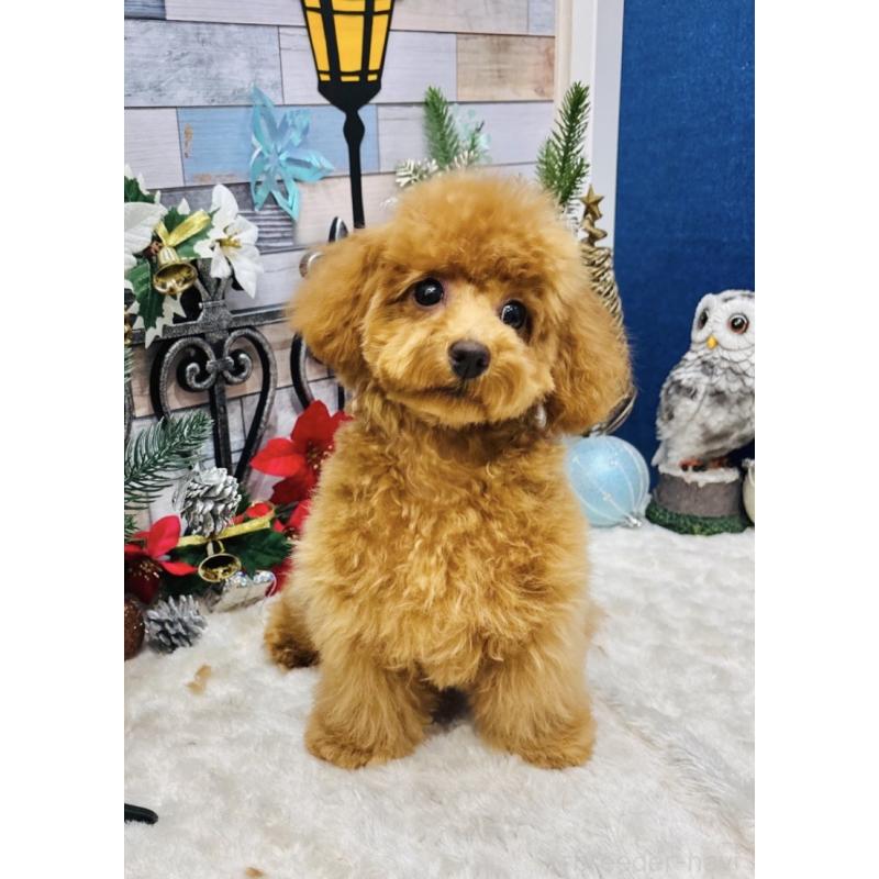 販売中の宮城県のタイニープードル-407992の2枚目