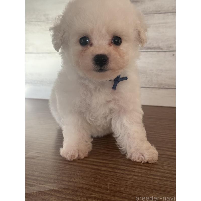 販売中の三重県のビションフリーゼ-427835の6枚目