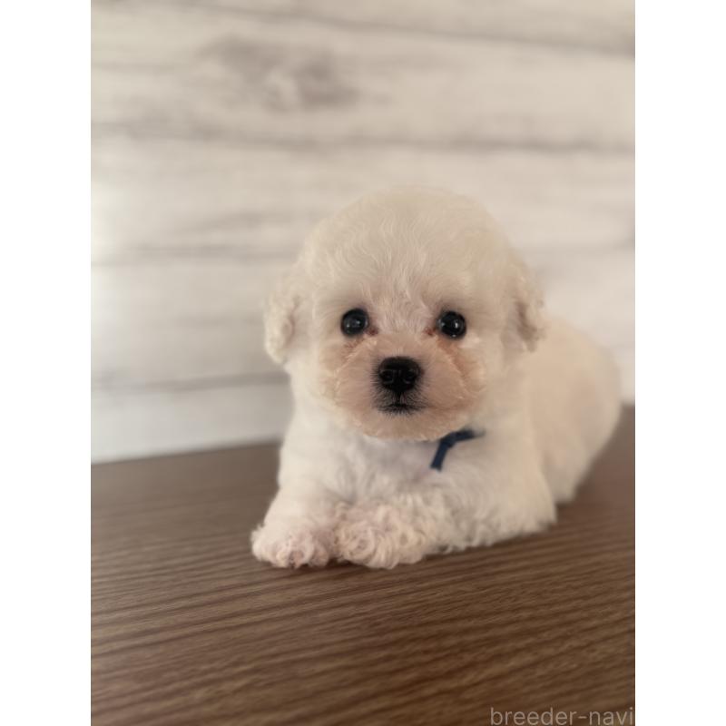 販売中の三重県のビションフリーゼ-427835の5枚目