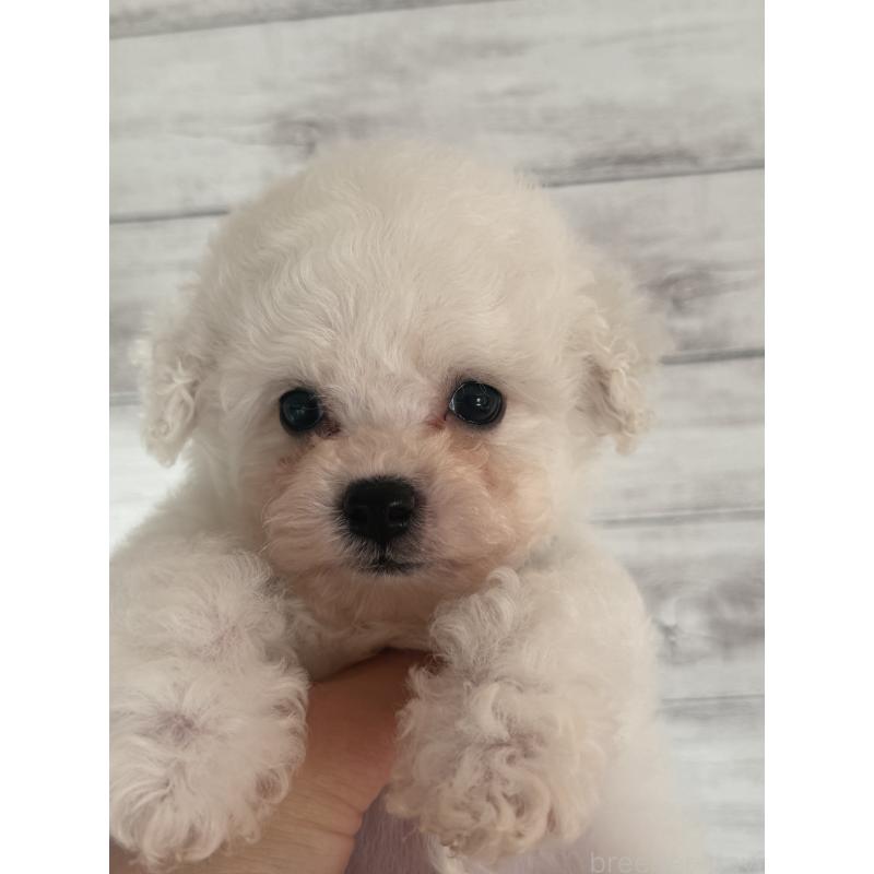 販売中の三重県のビションフリーゼ-427835の4枚目