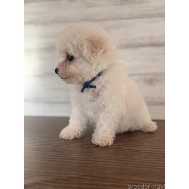 販売中の三重県のビションフリーゼ-427835の3枚目