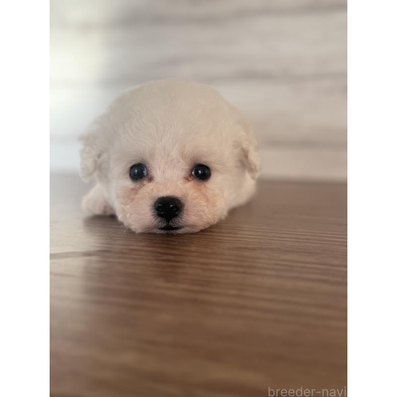 販売中の三重県のビションフリーゼ-427835の2枚目