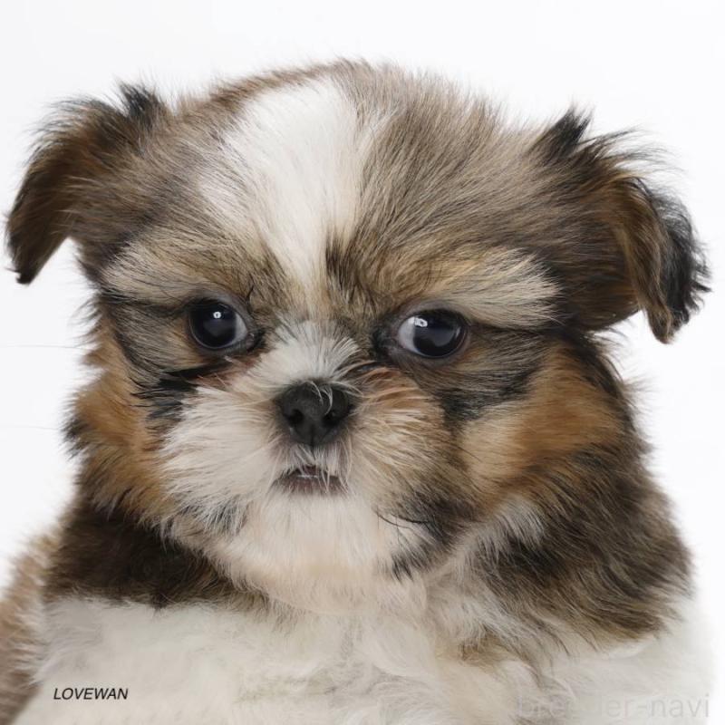 販売中の埼玉県のシーズー-427836の1枚目