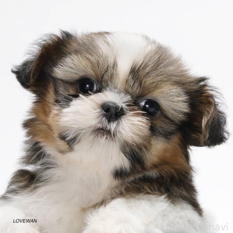 販売中の埼玉県のシーズー-427836の4枚目