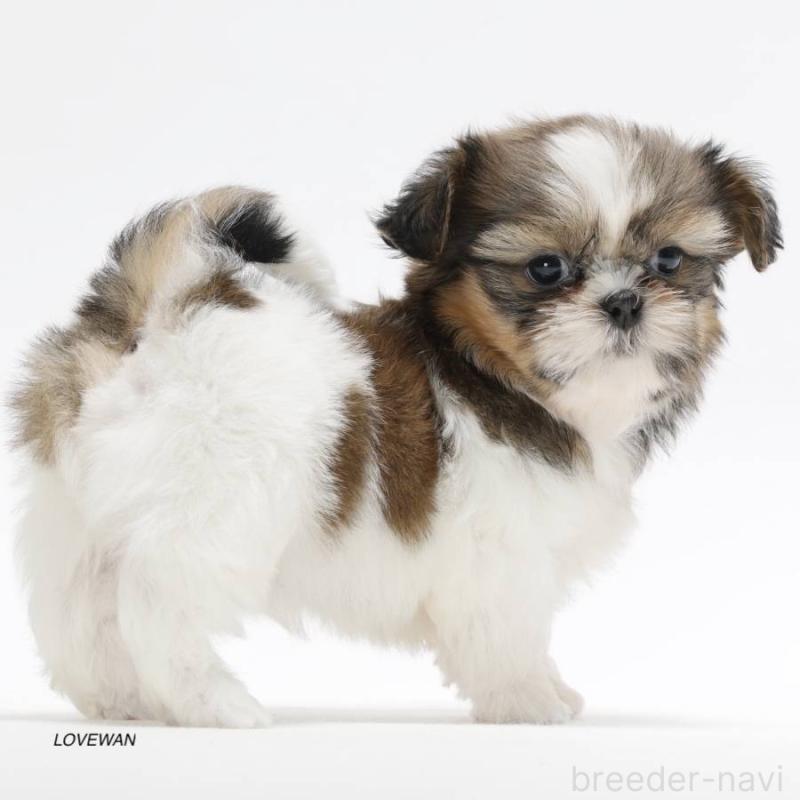 販売中の埼玉県のシーズー-427836の3枚目