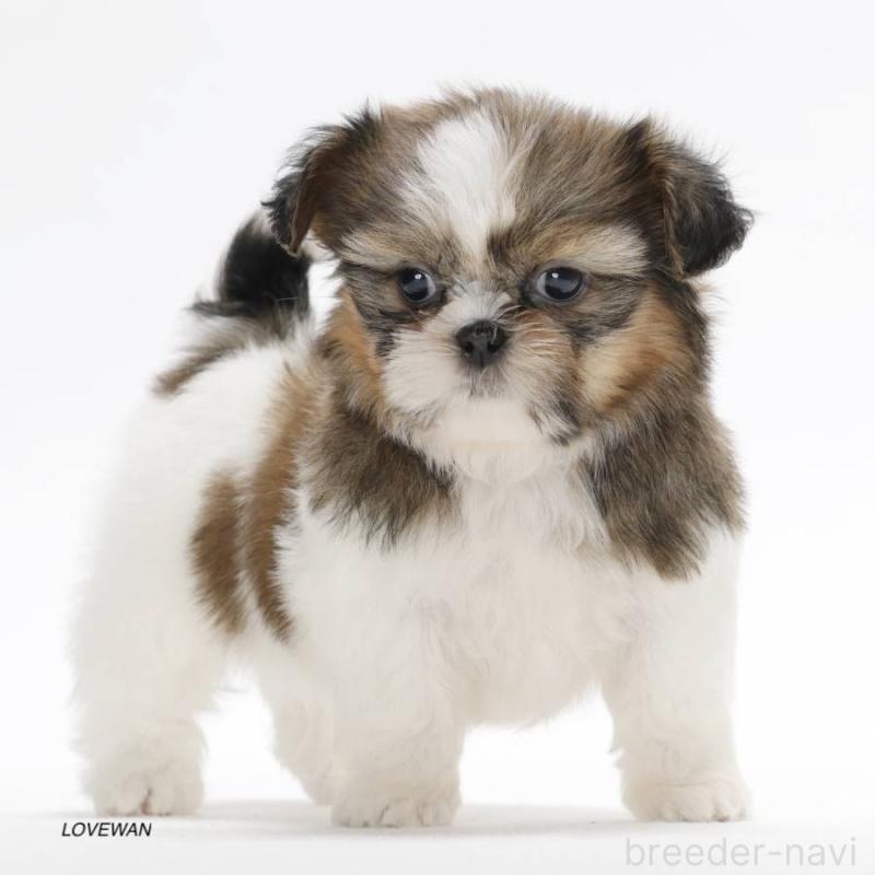 販売中の埼玉県のシーズー-427836の2枚目