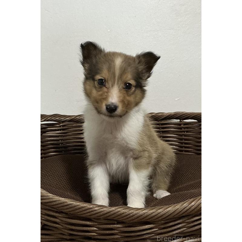 成約済の神奈川県のシェットランドシープドッグ(シェルティ)-423636の5枚目