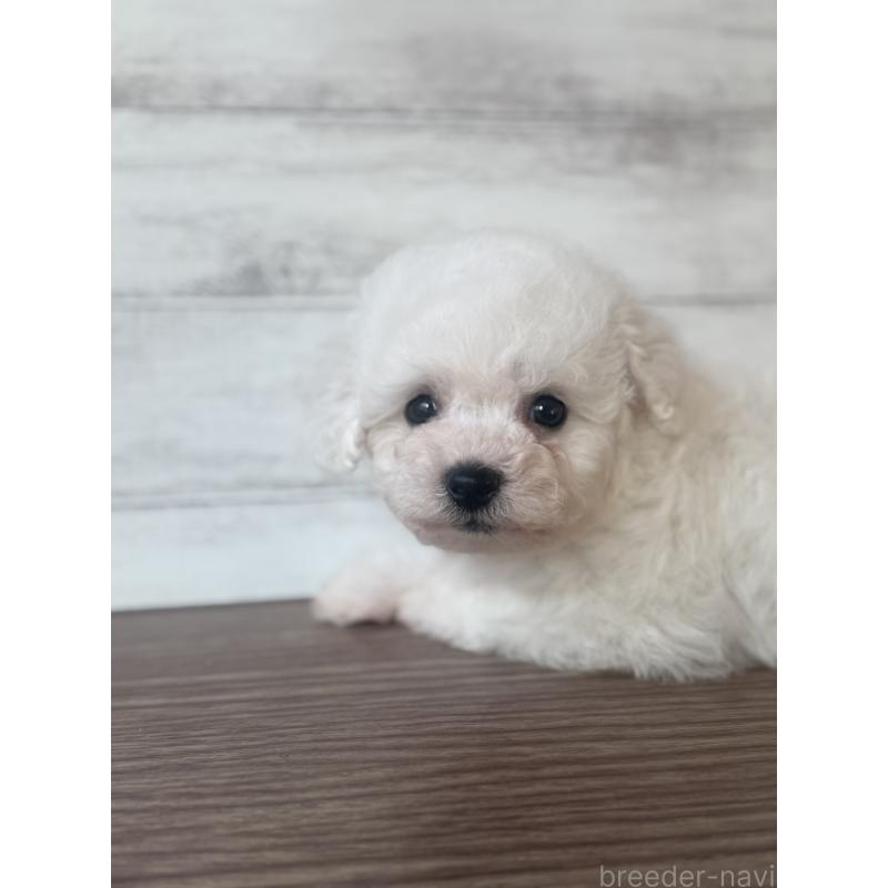 販売中の三重県のビションフリーゼ-427837の5枚目