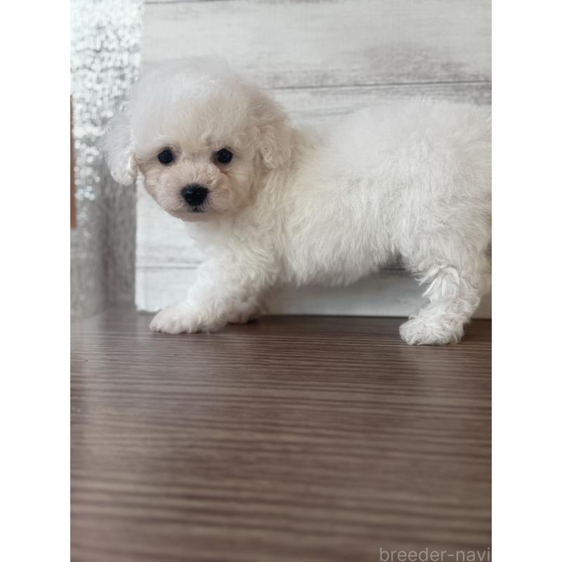 販売中の三重県のビションフリーゼ-427837の4枚目