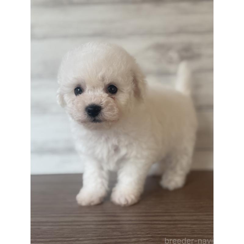 販売中の三重県のビションフリーゼ-427837の3枚目