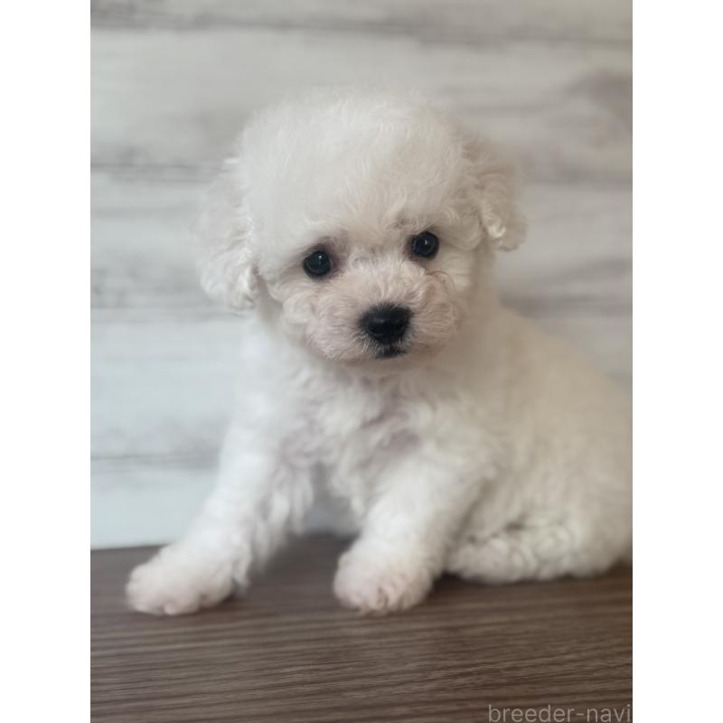 販売中の三重県のビションフリーゼ-427837の2枚目