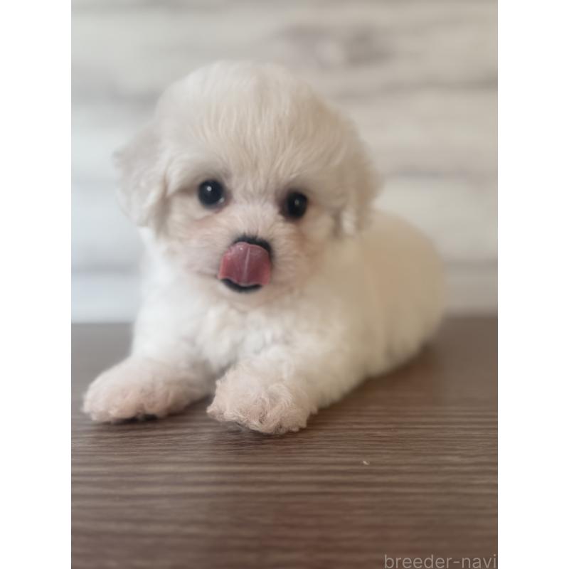 販売中の三重県のビションフリーゼ-427838の5枚目