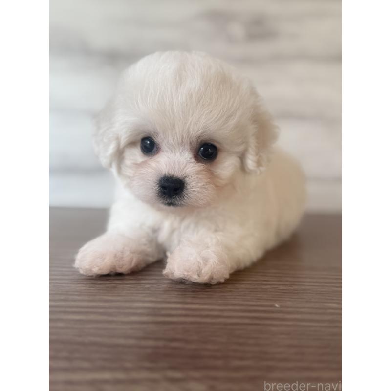 販売中の三重県のビションフリーゼ-427838の4枚目