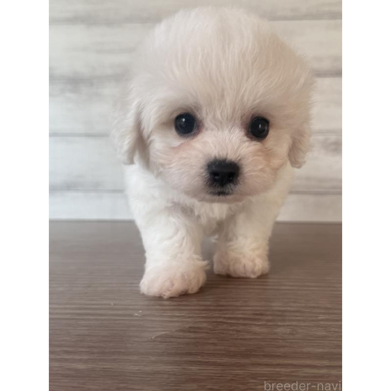 販売中の三重県のビションフリーゼ-427838の3枚目