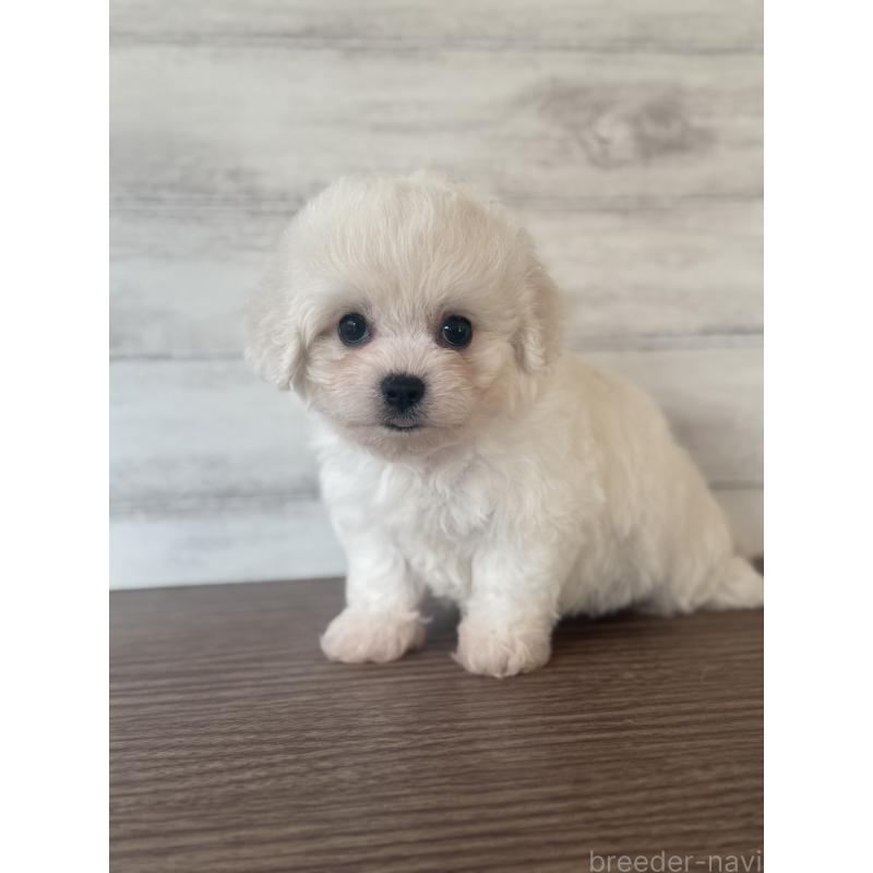 販売中の三重県のビションフリーゼ-427838の2枚目