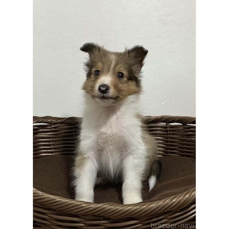 成約済の神奈川県のシェットランドシープドッグ(シェルティ)-423637の5枚目