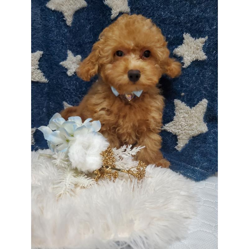 販売中の千葉県のティーカッププードル-427839の3枚目