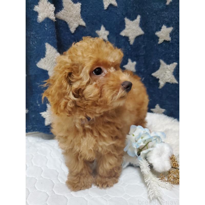 販売中の千葉県のティーカッププードル-427839の2枚目