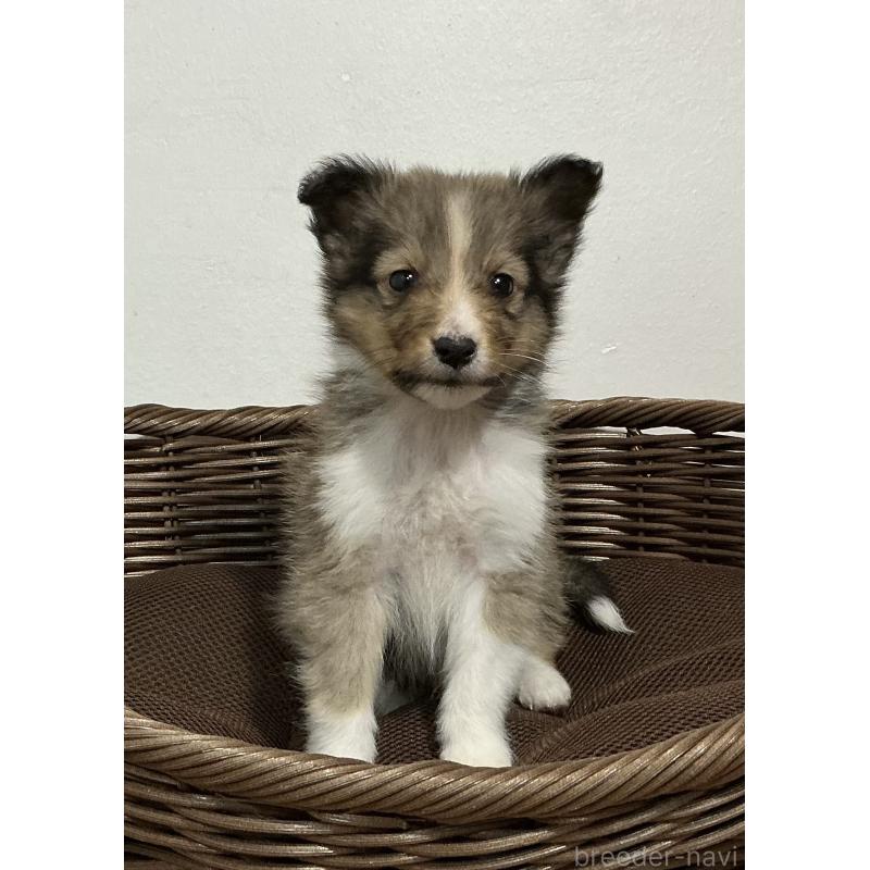 成約済の神奈川県のシェットランドシープドッグ(シェルティ)-423638の5枚目