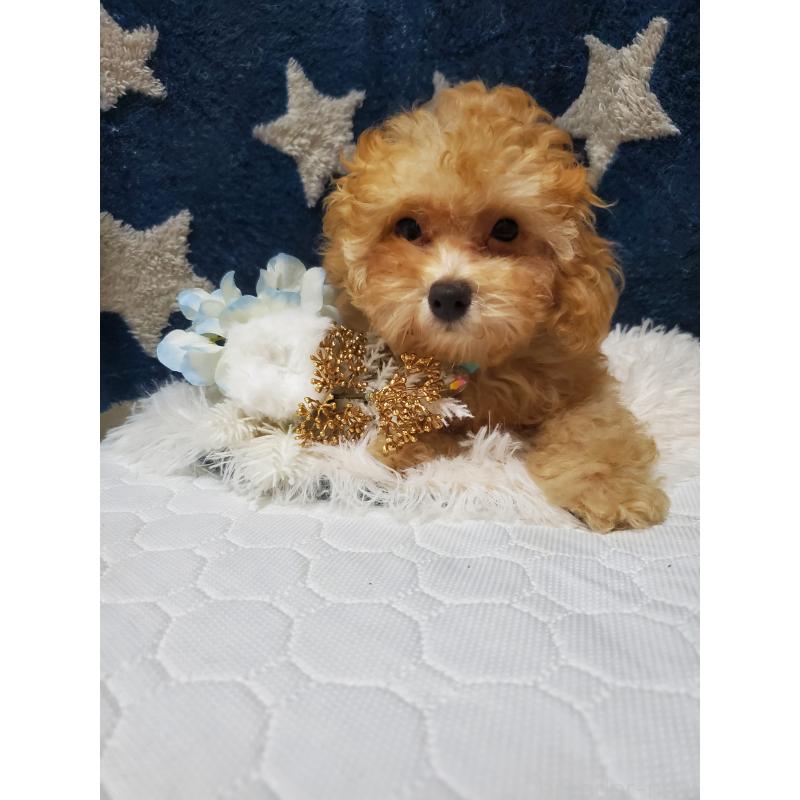 販売中の千葉県のティーカッププードル-427840の3枚目