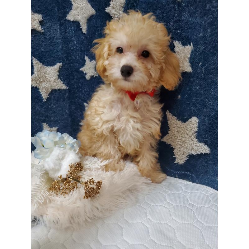 販売中の千葉県のティーカッププードル-427841の3枚目