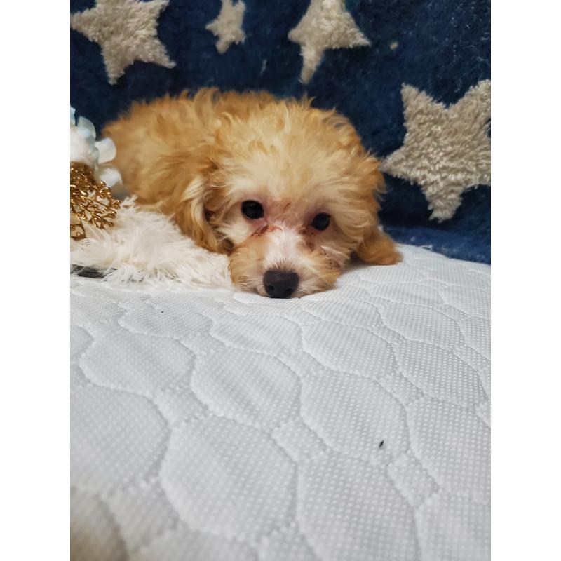 販売中の千葉県のティーカッププードル-427841の2枚目