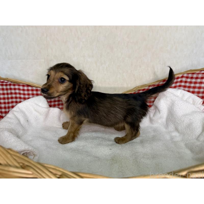 販売中の福岡県のミニチュアダックスフンド(ロングヘアード)-427843の2枚目