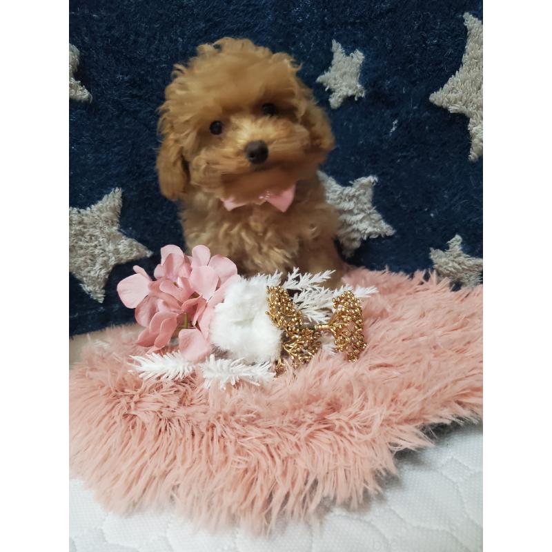 販売中の千葉県のティーカッププードル-427842の3枚目