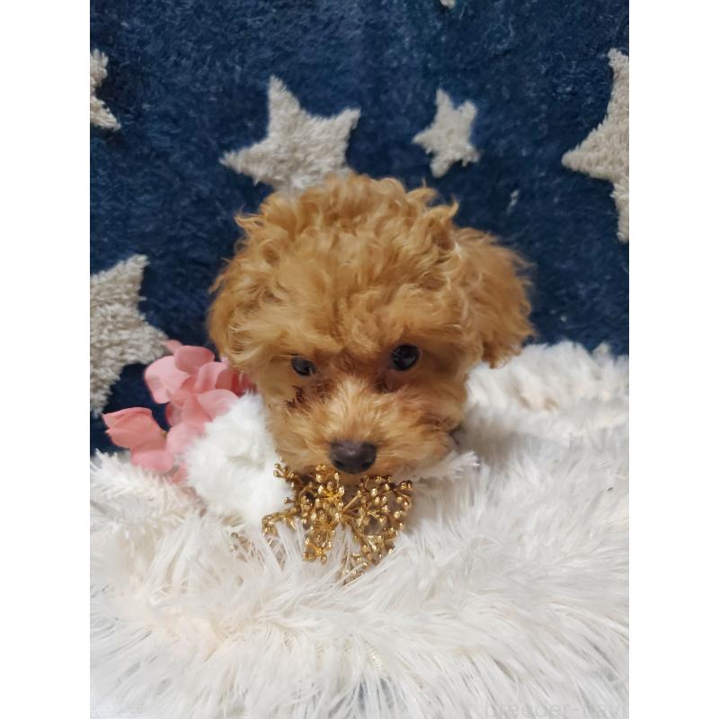 販売中の千葉県のティーカッププードル-427842の2枚目