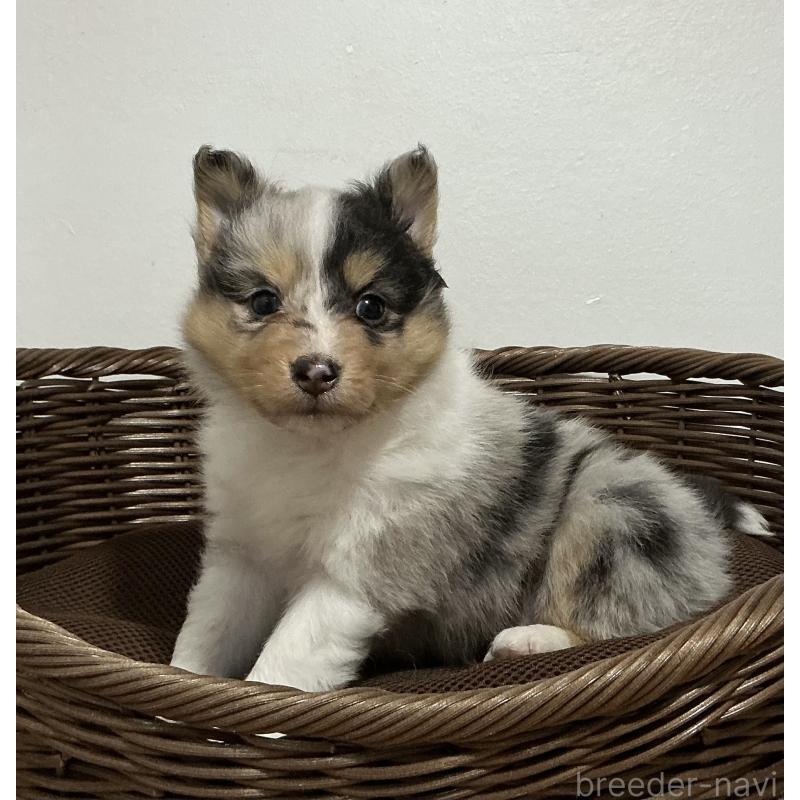 成約済の神奈川県のシェットランドシープドッグ(シェルティ)-424980の2枚目