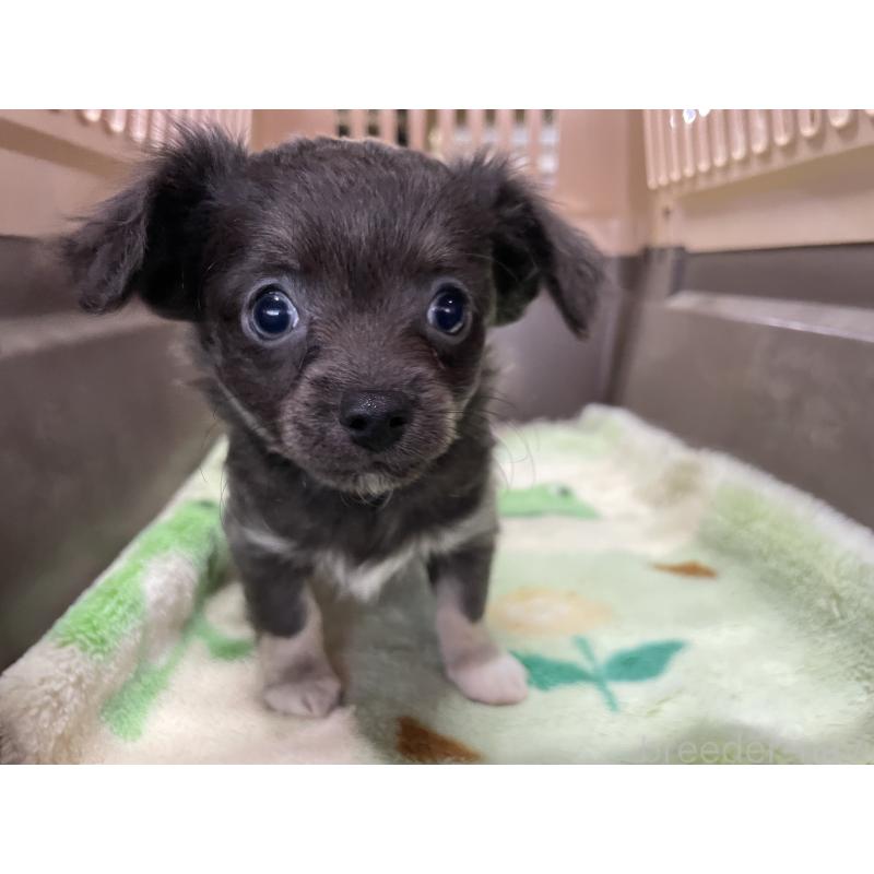 販売中の愛媛県のチワワ(ロングコート)-427849の5枚目