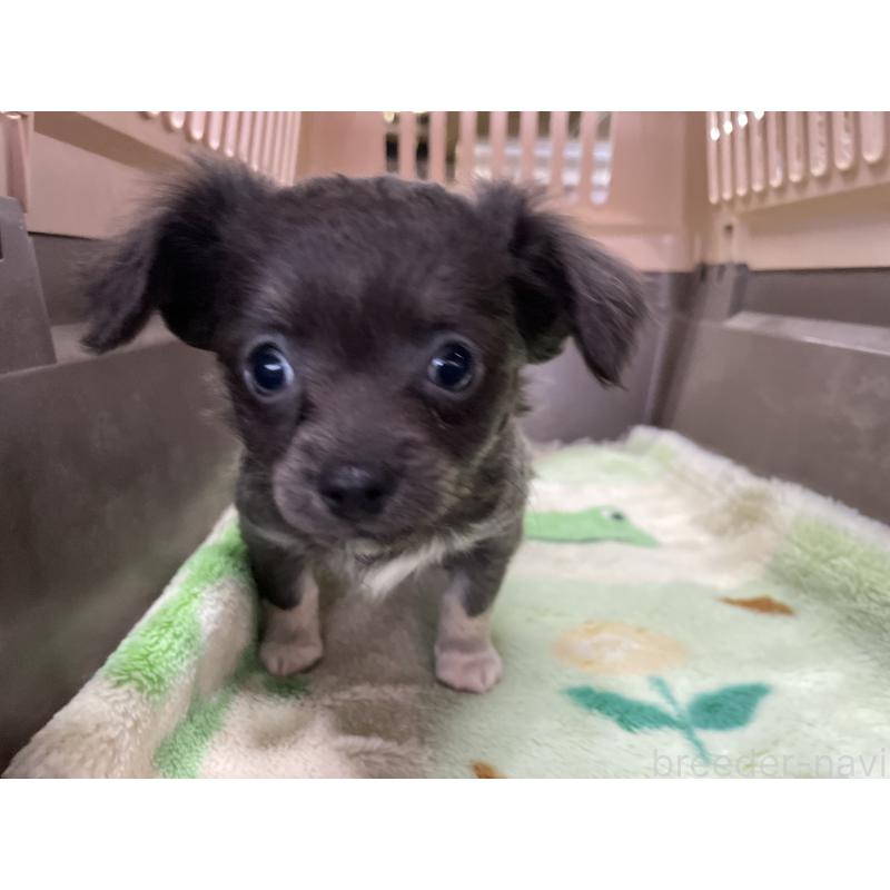 販売中の愛媛県のチワワ(ロングコート)-427849の4枚目