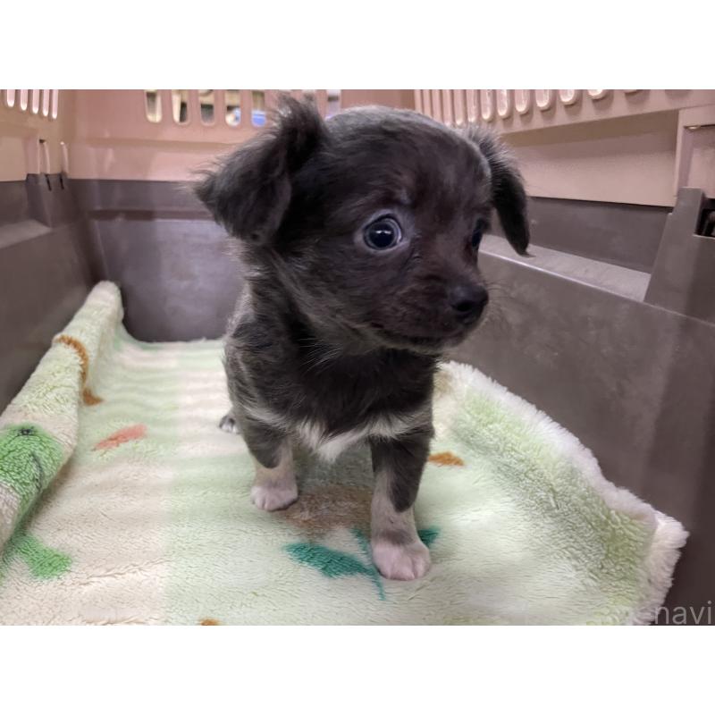 販売中の愛媛県のチワワ(ロングコート)-427849の3枚目