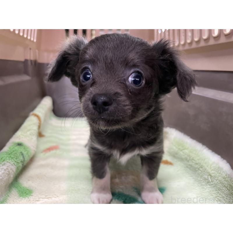 販売中の愛媛県のチワワ(ロングコート)-427849の2枚目