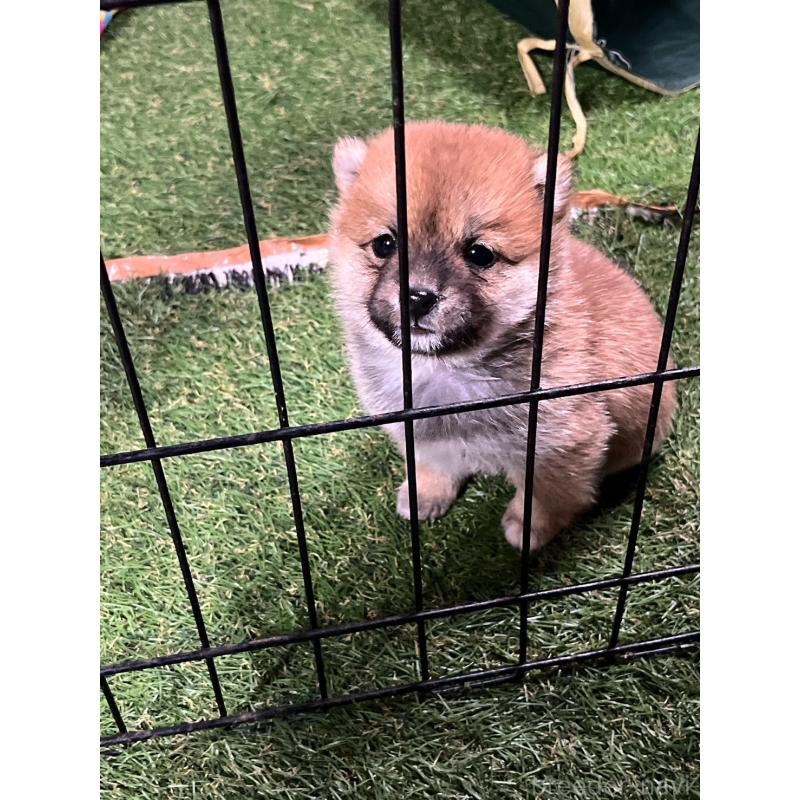 販売中の群馬県の豆柴-427848の7枚目