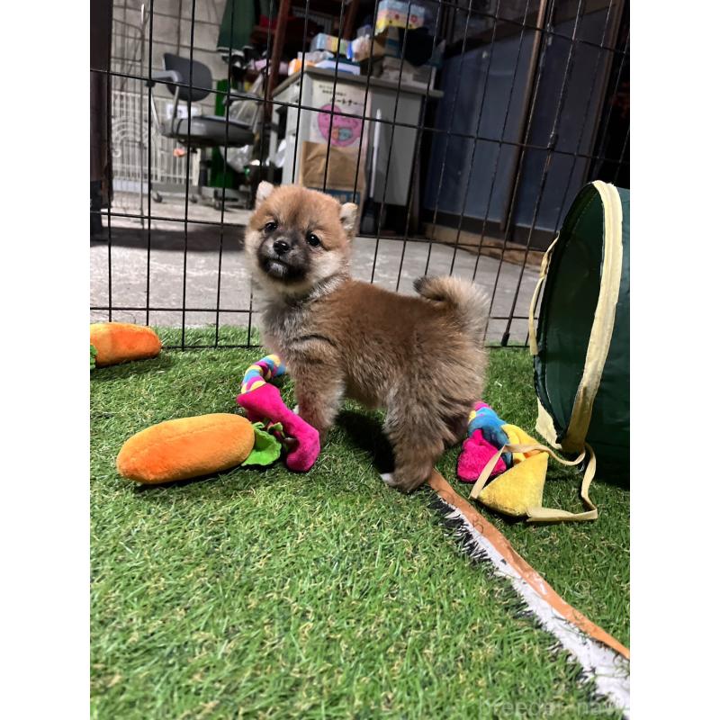 販売中の群馬県の豆柴-427848の6枚目