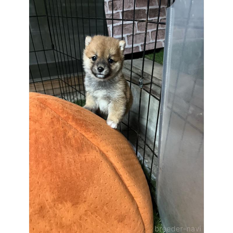 販売中の群馬県の豆柴-427848の5枚目