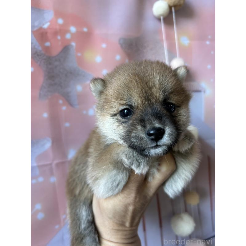 販売中の群馬県の豆柴-427848の4枚目