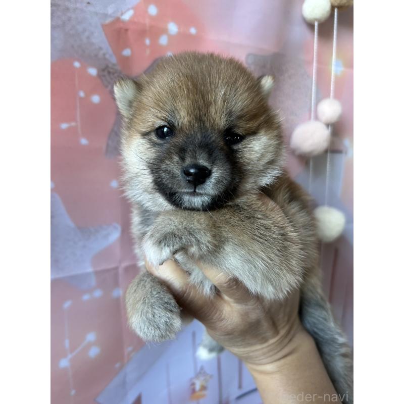 販売中の群馬県の豆柴-427848の3枚目