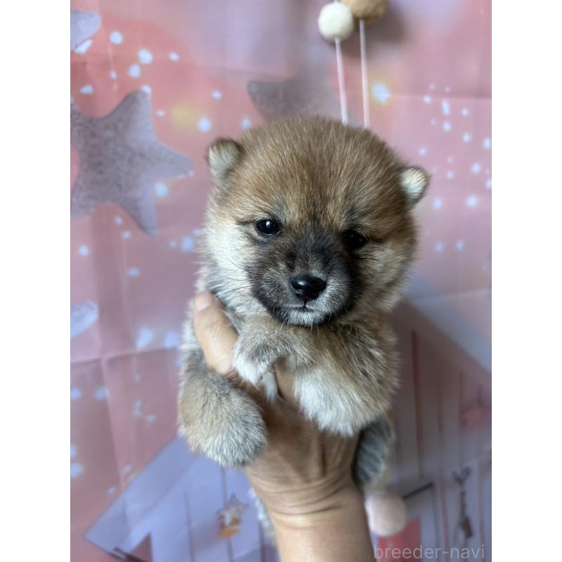 販売中の群馬県の豆柴-427848の2枚目