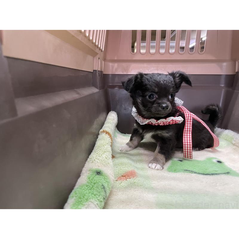 販売中の愛媛県のチワワ(ロングコート)-427852の5枚目