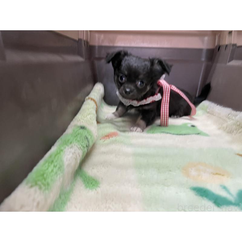 販売中の愛媛県のチワワ(ロングコート)-427852の4枚目