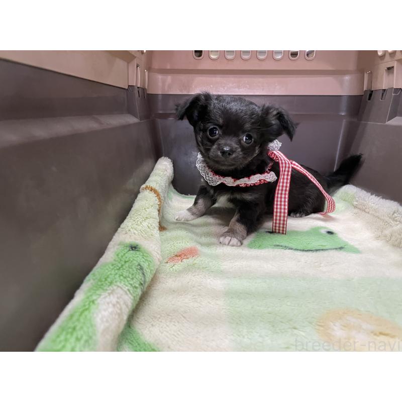 販売中の愛媛県のチワワ(ロングコート)-427852の3枚目