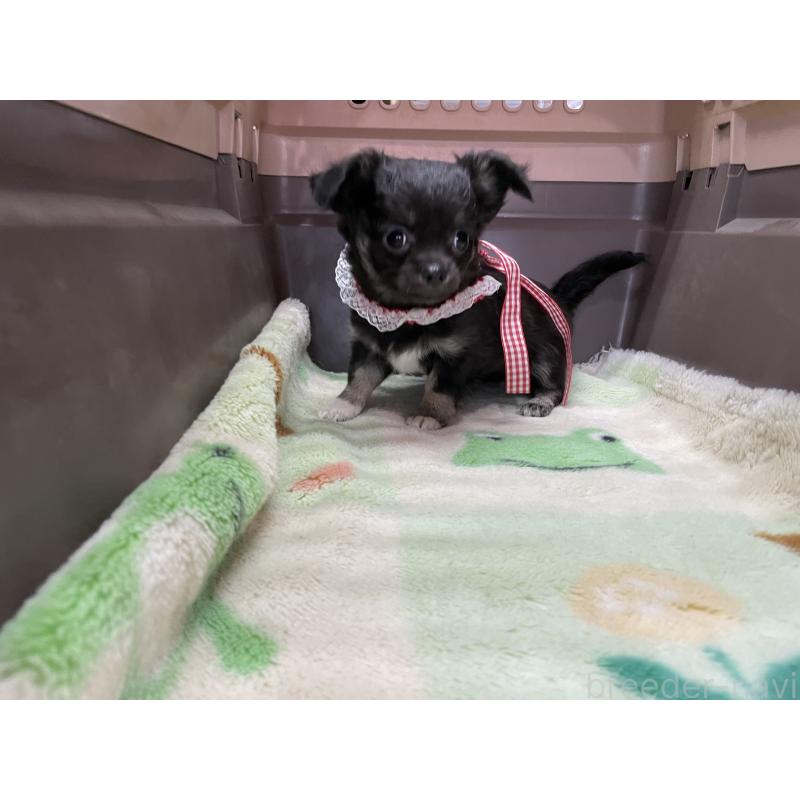 販売中の愛媛県のチワワ(ロングコート)-427852の2枚目