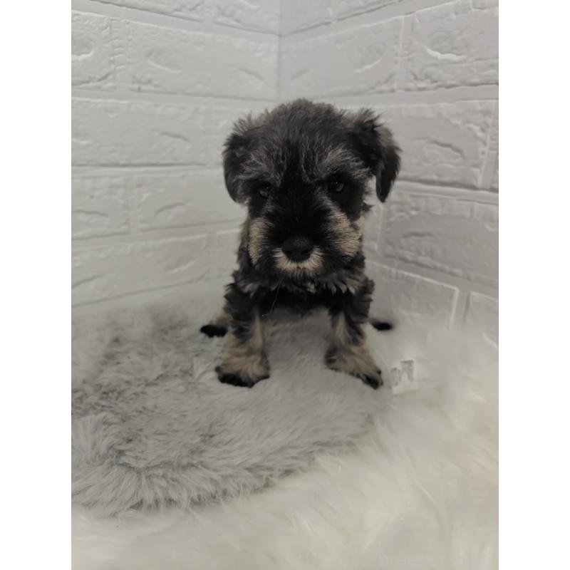 販売中の岡山県のミニチュアシュナウザー-427625の14枚目