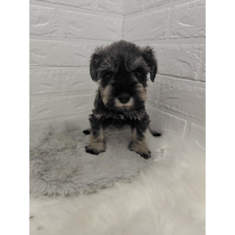 販売中の岡山県のミニチュアシュナウザー-427625の13枚目