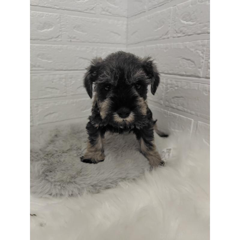 販売中の岡山県のミニチュアシュナウザー-427625の12枚目