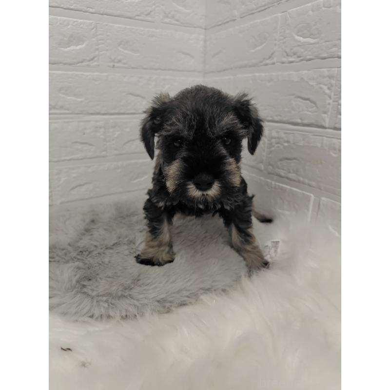 販売中の岡山県のミニチュアシュナウザー-427625の11枚目