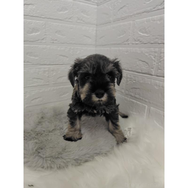 販売中の岡山県のミニチュアシュナウザー-427625の10枚目